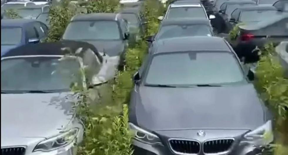 Canada: Over 3,000 all-new BMWs abandoned and rot in the open air in Vancouver |  Video |  EC Stories |  Globalism