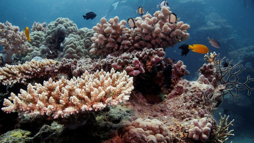 Heat waves change color: Climate change is damaging the Great Barrier Reef