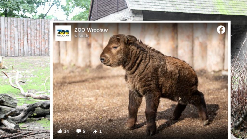 Wroc³aw.  The birth of a Golden Tag at the zoo.  "It's like a cross between a sheep, an animal and a bear."