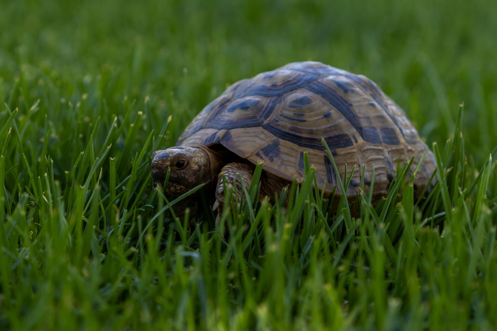 Choosing Between Russian and Greek Tortoises: Which is Right for You?